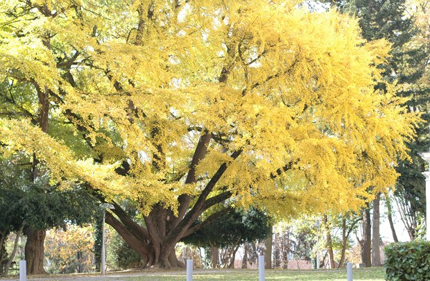 Ginkgo biloba