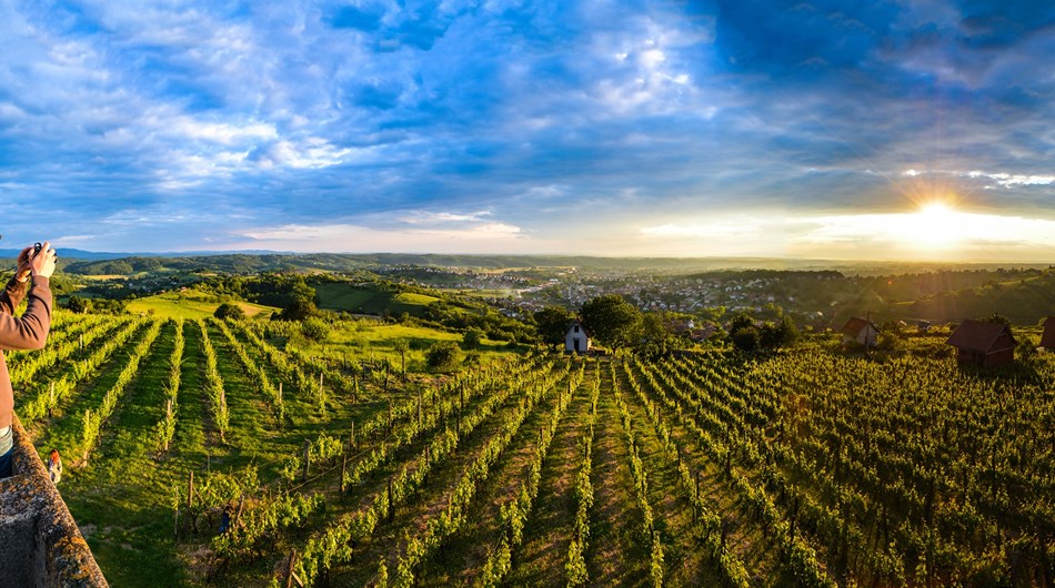 Daruvarska vinska cesta, vinogradi, autor Damir Bakarić