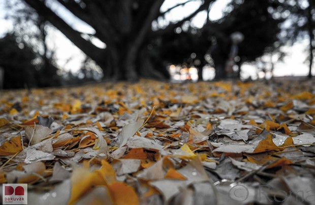 Ginko biloba