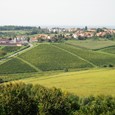 Daruvarska vinska cesta