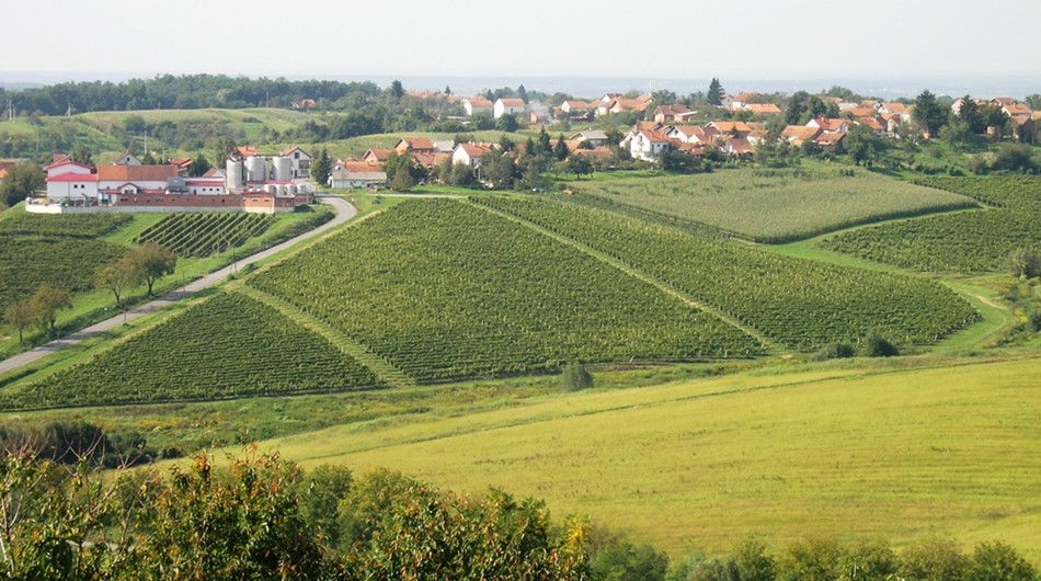 Daruvarska vinska cesta