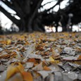 Ginko biloba