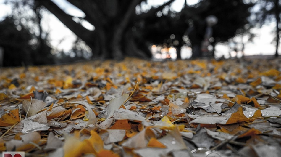 Ginko Biloba