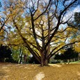 Ginko Biloba