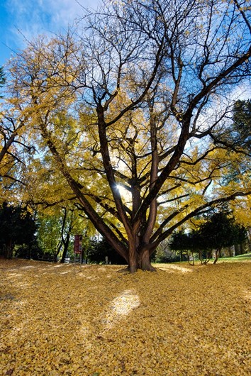Ginko Biloba