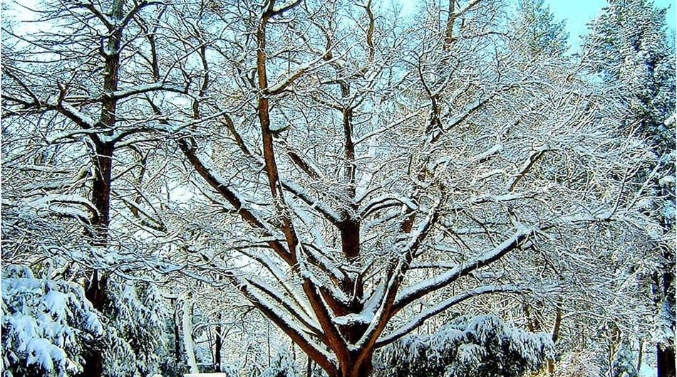 Ginko Biloba