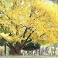 Ginko Biloba