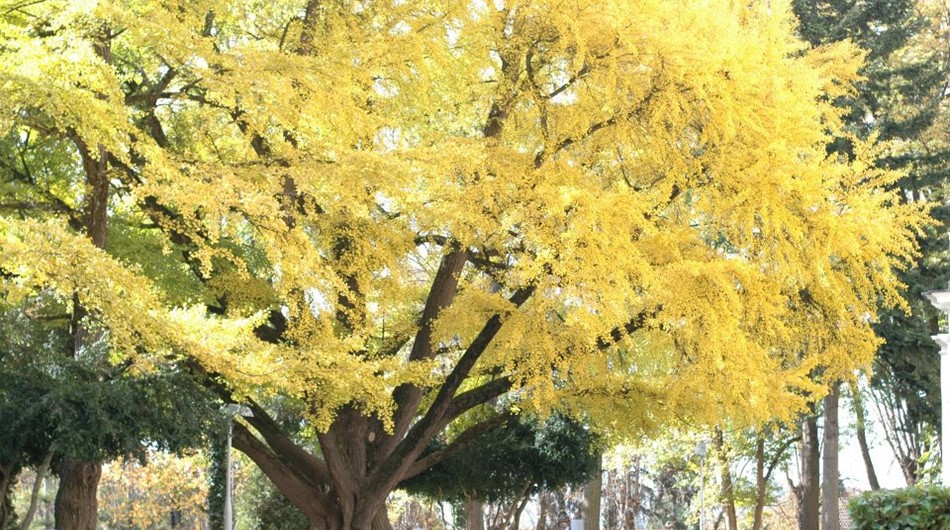Ginko Biloba