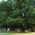 Ginko Biloba