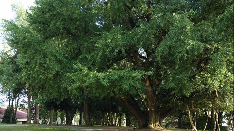 Ginko Biloba