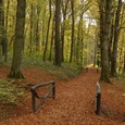 Učna pot Rimski gozdni park