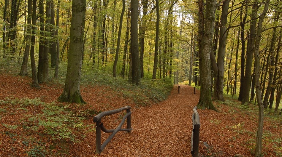 Učna pot Rimski gozdni park