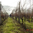 Vinograd