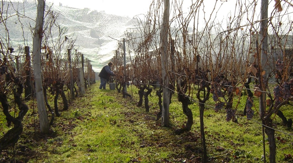 Vinograd