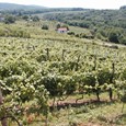 Vinogradi