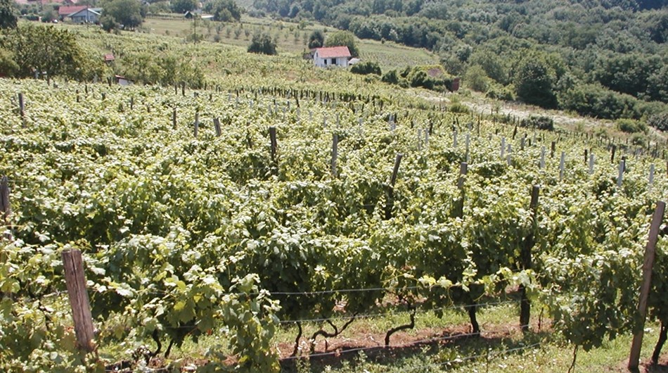 Vinogradi