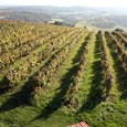 Vinogradi
