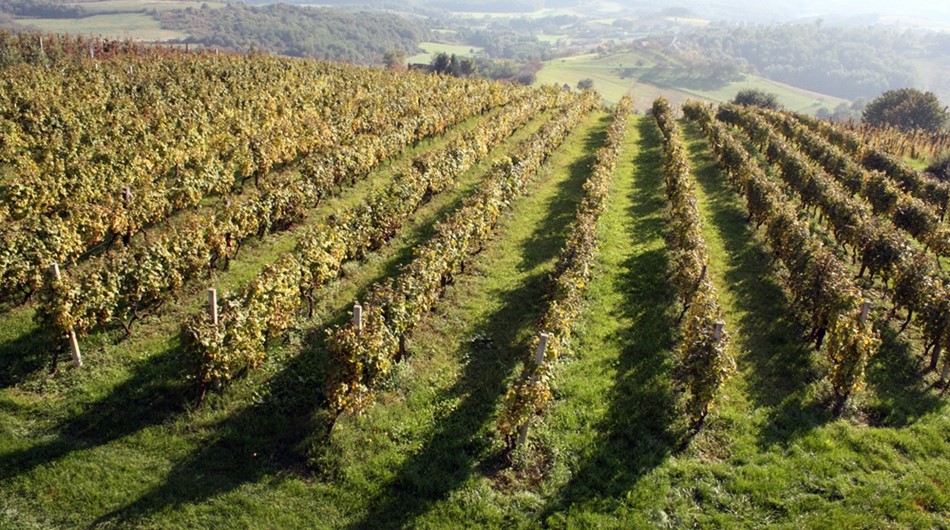 Vinogradi
