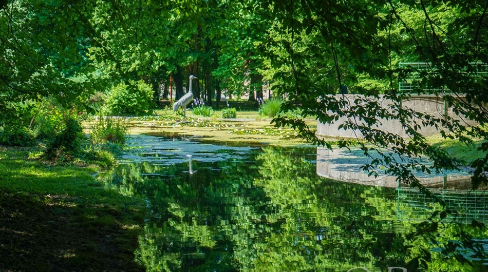 Žerjav