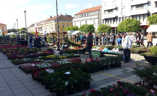 Daruvarski cvjetni sajam i mađarska fišijada