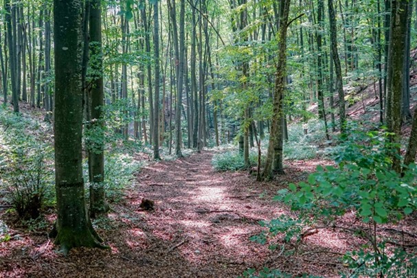 PETROVO NA PETROVOM VRHU