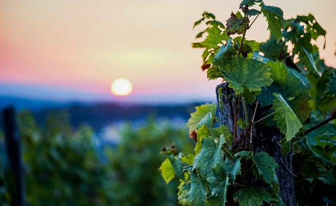 WINE & PHOTO WALK