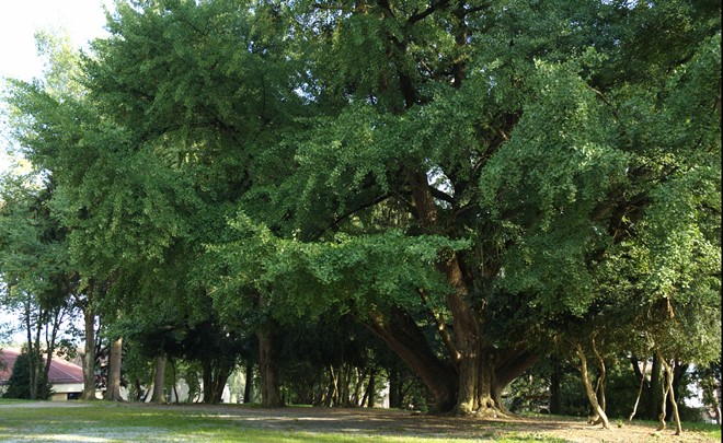Ginko biloba