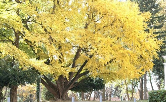 Ginko biloba