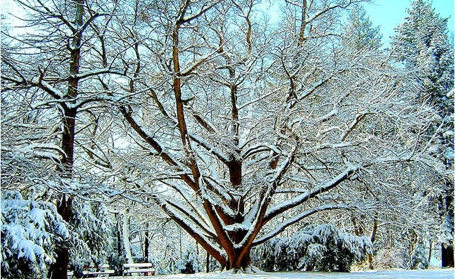 Ginko biloba