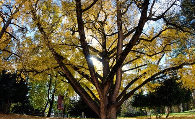Ginko biloba