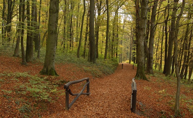 Rimski gozdni park