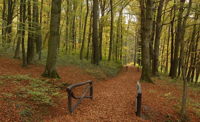 Učna pot Rimski gozdni park