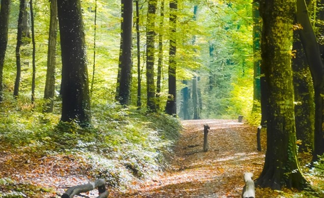 Učna pot Rimski gozdni park