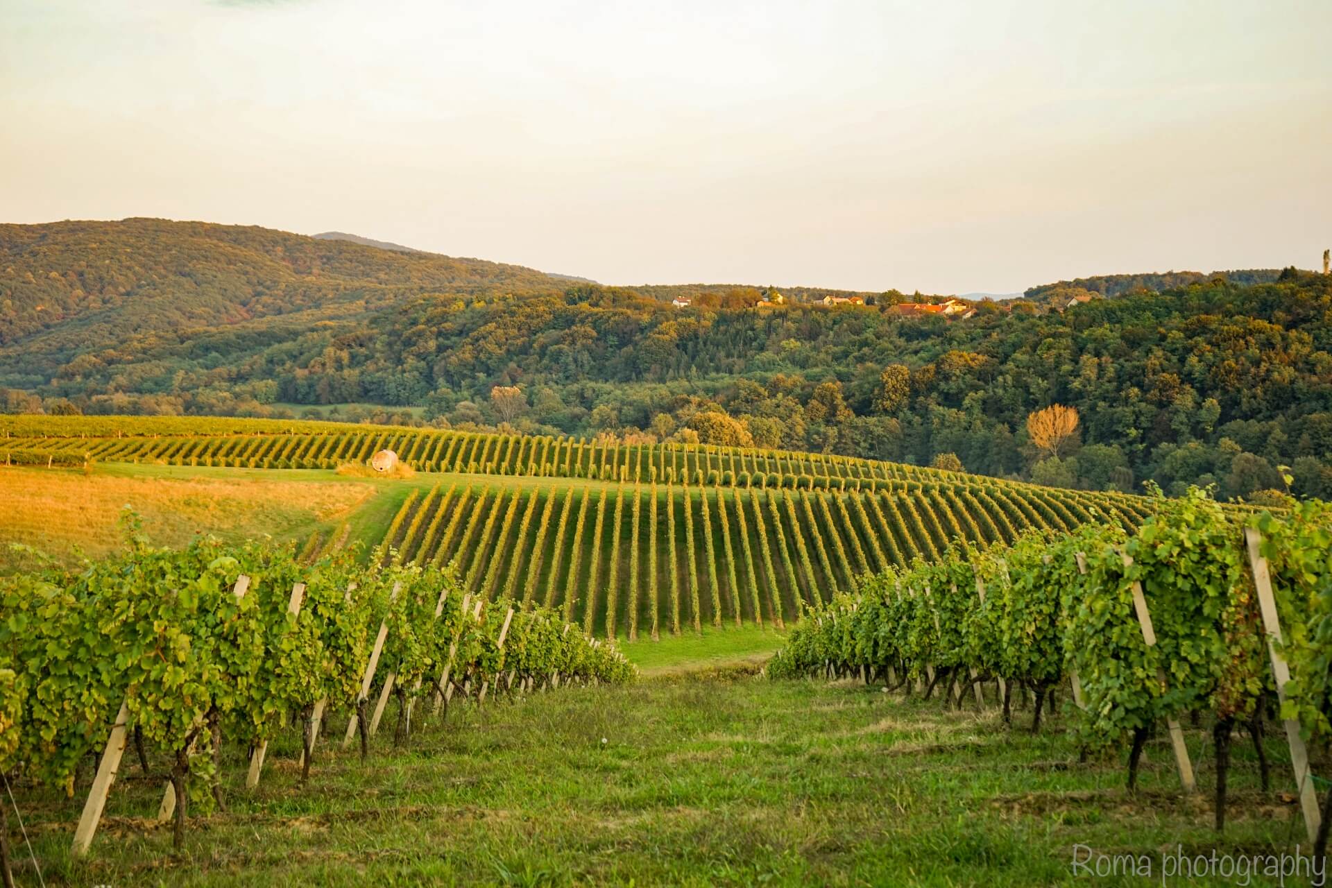 Vinogradi_vinarije_Daruvar_autor_Ratko_Vuković_3.jpg